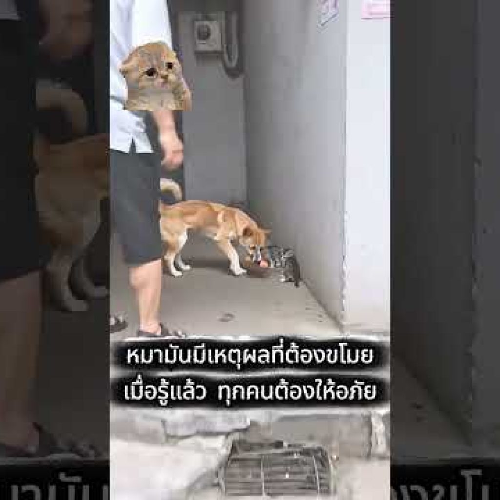 Watch End ; A Very Helping dog ever seen lovely