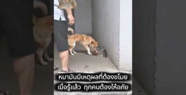 Watch End ; A Very Helping dog ever seen lovely