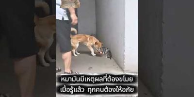 Watch End ; A Very Helping dog ever seen lovely