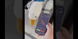 🚀Smart trading with Pocket Option AI Bot automated AI signals #AITrading #PocketOption #TradingBot