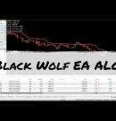 Want a Custom Forex EA? Black Wolf EA Explained MT4/MT5 | Black Wolf EA Review | Custom Trading Bot