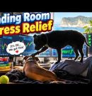 Bull and Bear Markets can be stressful, but dog dramas can relieve stress. 2 minutes of fun.